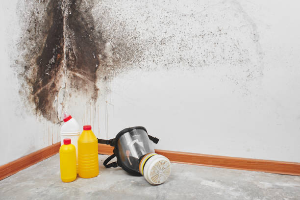 Best Emergency Mold Removal  in Byrnes Mill, MO