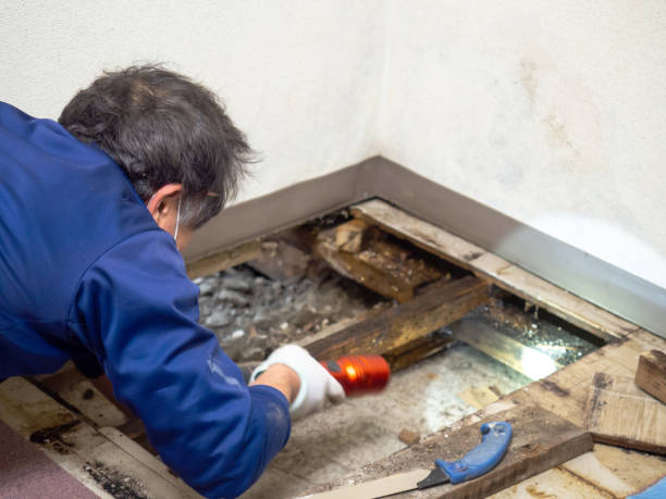 Office Mold Removal Services in Byrnes Mill, MO