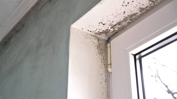 Best Crawl Space Mold Removal  in Byrnes Mill, MO