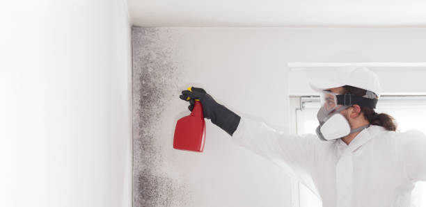 Best Commercial Mold Removal  in Byrnes Mill, MO