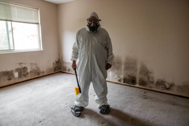 Best Same-Day Mold Removal  in Byrnes Mill, MO
