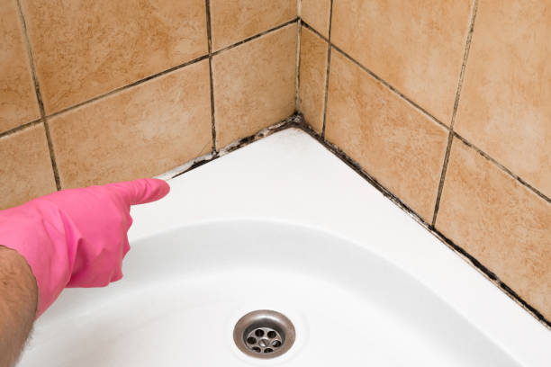 Best Affordable Mold Removal  in Byrnes Mill, MO
